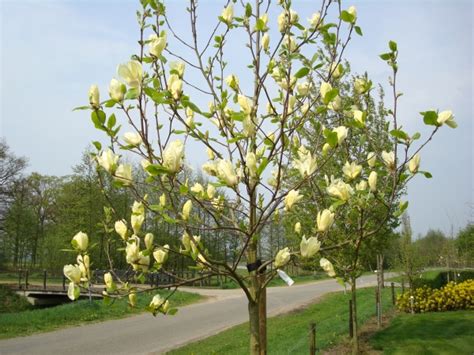 Afbeelding 1 | Magnolia Yellow Lantern - Magnolia - Boomkwekerij Albert ...