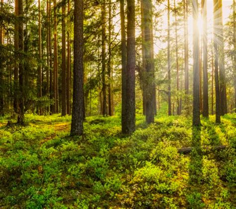 Nature Rights Council » environmental advocacy, education, change
