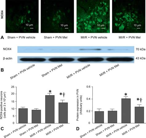 Effects Of PVN Infusion Of Melatonin On PVN Levels Of NOX4 In MI R