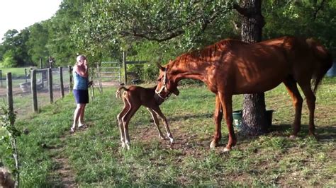 Newborn Horse Stands Up For The First Time Youtube