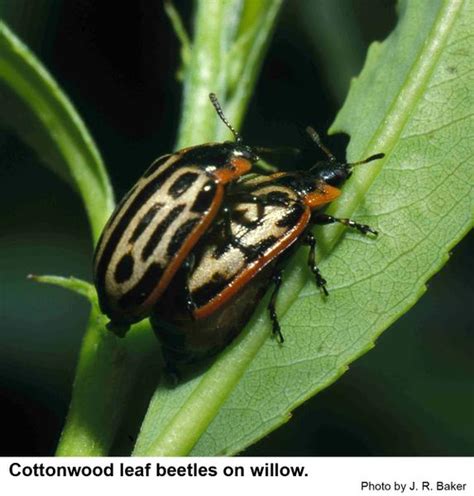 Cottonwood Leaf Beetle Nc State Extension Publications