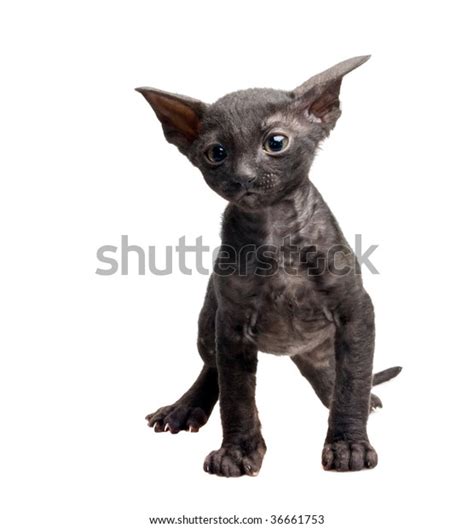 Black Cornish Rex Kitten Isolated On Stock Photo 36661753 Shutterstock