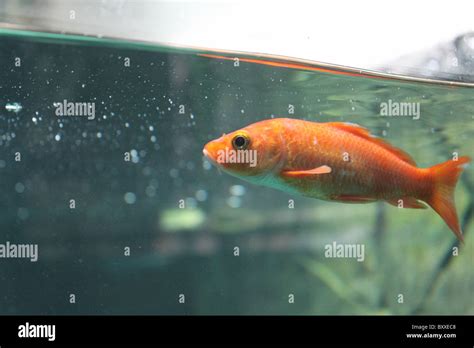 Gold fish aquarium hi-res stock photography and images - Alamy