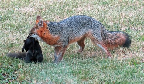 Thurlow Gray Fox Makes Rare Appearance Nature Stuff