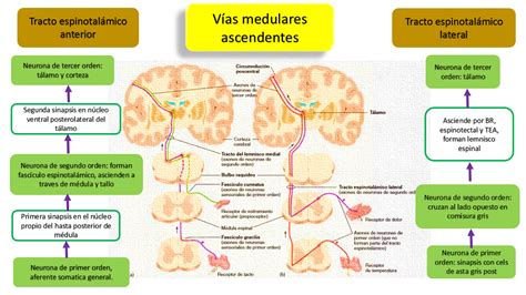 Fisiología Básica