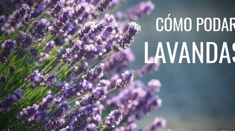 Podar Lavanda Consejos Y T Cnicas Para Hacerlo Correctamente Eco