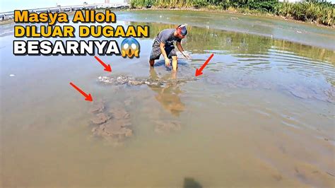 Alhamdulilah Banyak Ikan Besar Terdampar Di Muara Saat Air Surut