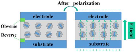 The Schematic Diagram About The Polarization Process With The Electric