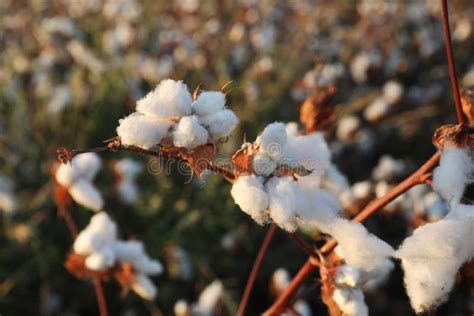 Fondo Di Struttura Della Piantagione Del Campo Del Cotone Immagine