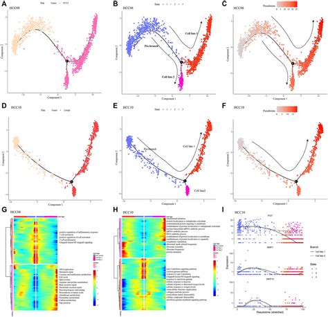 Differentiation of epithelial cell subsets in the progression of ... 