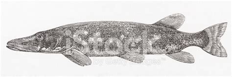 Antique Engraving Of Pike(Esox Lucius) Stock Photo | Royalty-Free | FreeImages