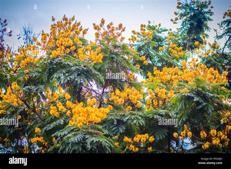 Beautiful Yellow Peltophorum Pterocarpum Flowers On Tree Commonly