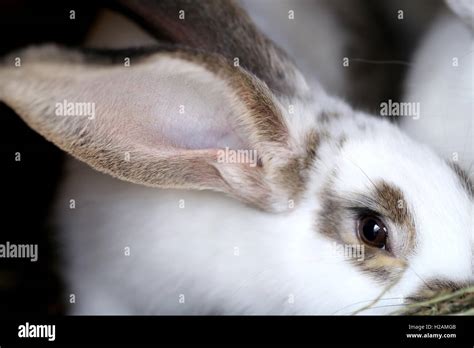 White Rabbit With Blask Spots Stock Photo Alamy