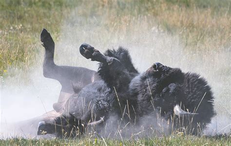 A fight to the death – Bison rut is on in Yellowstone | Powell Tribune