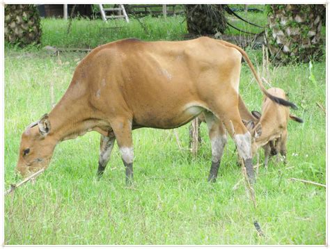 KOTERNAK JAYA PERAK BERHAD: Lembu Bali