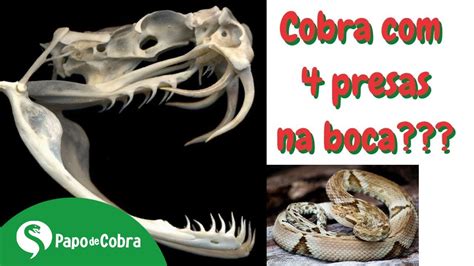 Cobra Presas Na Boca Aprendendo Ci Ncia Papo De Cobra Youtube