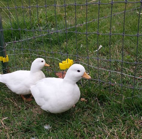 Albums Pictures Do Ducks Need A Pond In The Winter Superb