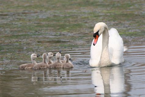 baby swans Free Photo Download | FreeImages