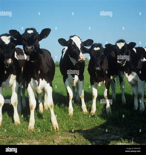 Inquistive Friesian Calves Looking At The Camera Stock Photo Alamy
