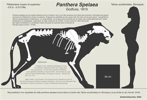 Panthera spelaea by berbere2souche on DeviantArt