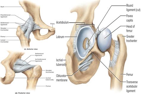 Hip Muscles Diagram Labeled - Hip Flexor Stretch » A Healthy Life For ...