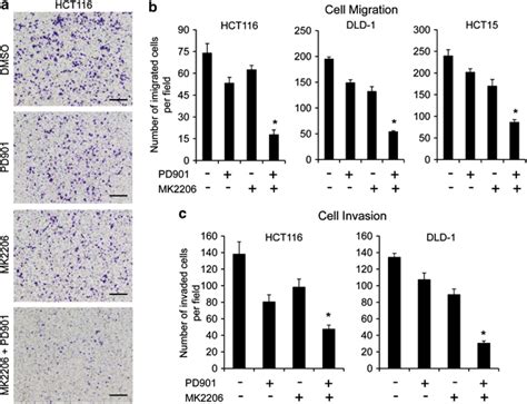 Combined Inhibition Of Mek And Akt Is Required For Effective Inhibition Download Scientific