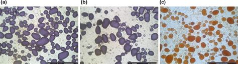 Starch characterization. Starch from microtubers stained with iodine ...