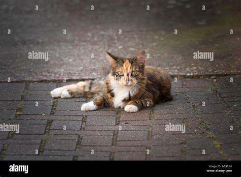 Poppy The Tortoiseshell Cat Enjoying The Sun Stock Photo Alamy
