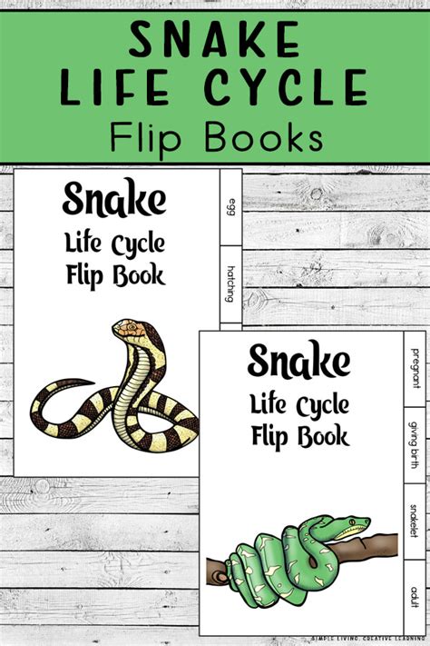 Snake Life Cycle Flip Books Simple Living Creative Learning