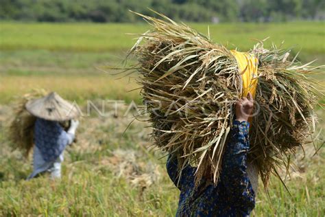 Potensi Produksi Beras Nasional 2024 ANTARA Foto