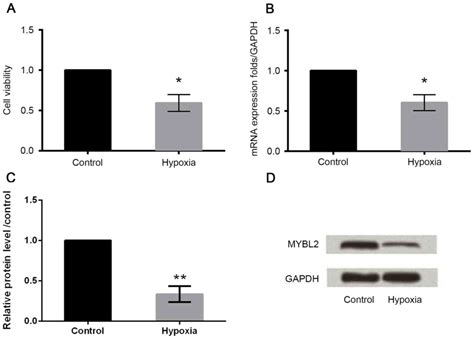 MYBL2 protects against H9c2 injury induced by hypoxia via AKT and NFκB