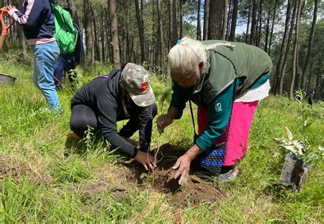 Inicia Medio Ambiente Campaña De Reforestación Plantarán 250 Mil