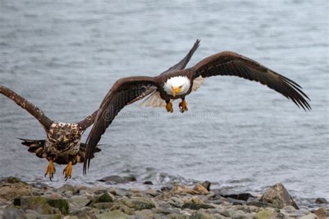Mature And Immature Bald Eagles Flying Low In Coastal Alaska USA Stock