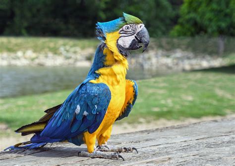 Parrot Macaw Bird Blue Free Photo On Pixabay