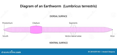 Earthworm Is A Segmented Worm An Invertebrate Of The Phylum Annelida