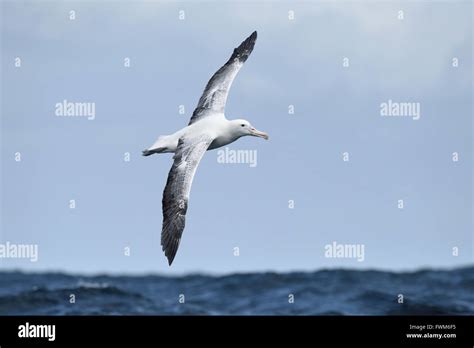 Southern Royal Albatross Diomedea Epomophora Stock Photo Alamy