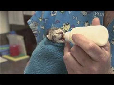Kitten & Cat Care : What Do You Feed Newborn Kittens? - YouTube