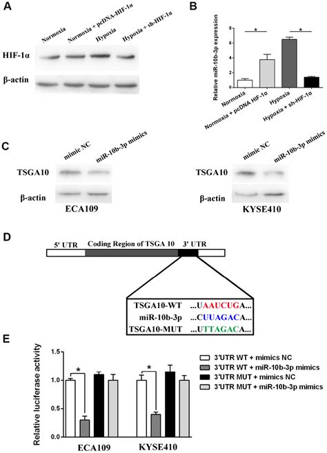 Hypoxia Induced Microrna B P Promotes Esophageal Squamous Cell