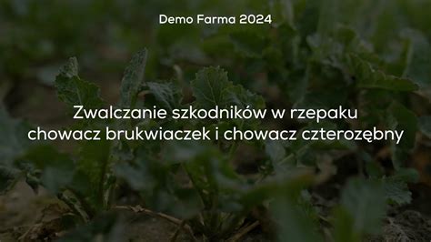 Zwalczanie szkodników w rzepaku chowacz brukwiaczek i chowacz