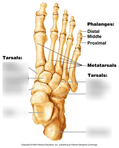 A And P Lab Bones Feet Diagram Quizlet