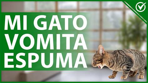 Por qué mi Gato Vomita Espuma Blanca Cuidados y Consejos Felinos