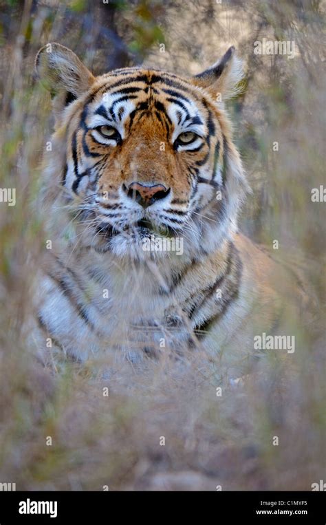 Portrait of a Tiger in its habitat in Ranthambhore national park, India ...