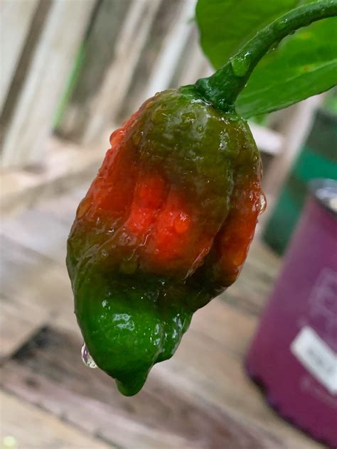 Trinidad Moruga Scorpion Seeds | Etsy