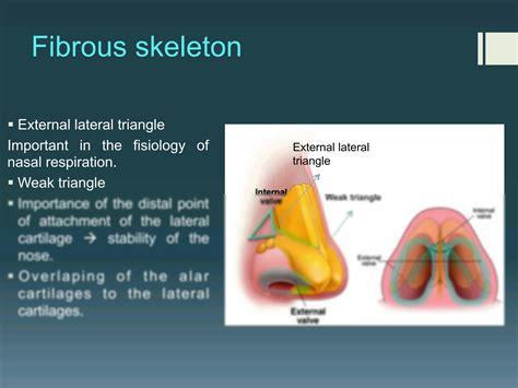 SOLUTION: Nasal anatomy 16 - Studypool