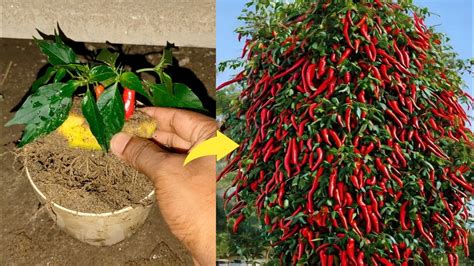 Simple Method Propagate Chili Tree With Watermelon Get Amazing Tree