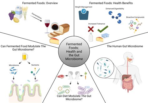 Nutrients Free Full Text Fermented Foods Health And The Gut Microbiome