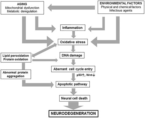 Schematic Representation Of The Establishment Of Neurodegeneration