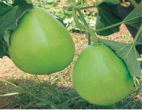 Chalisa Agencies Bottle Gourd Round Kaddu Lauki Seed Price In India Buy Chalisa Agencies