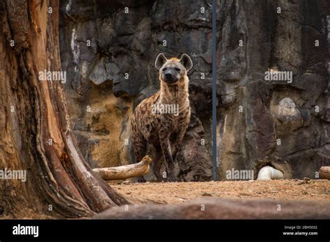 A Spotted Hyena In Its Enclosure At Local City Zoo Stock Photo Alamy
