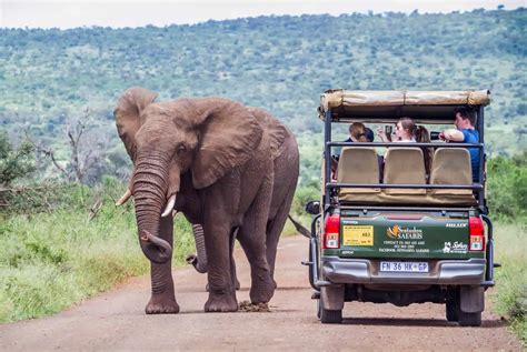 Faire Un Safari En Afrique Du Sud Infos Conseils Et Tarifs